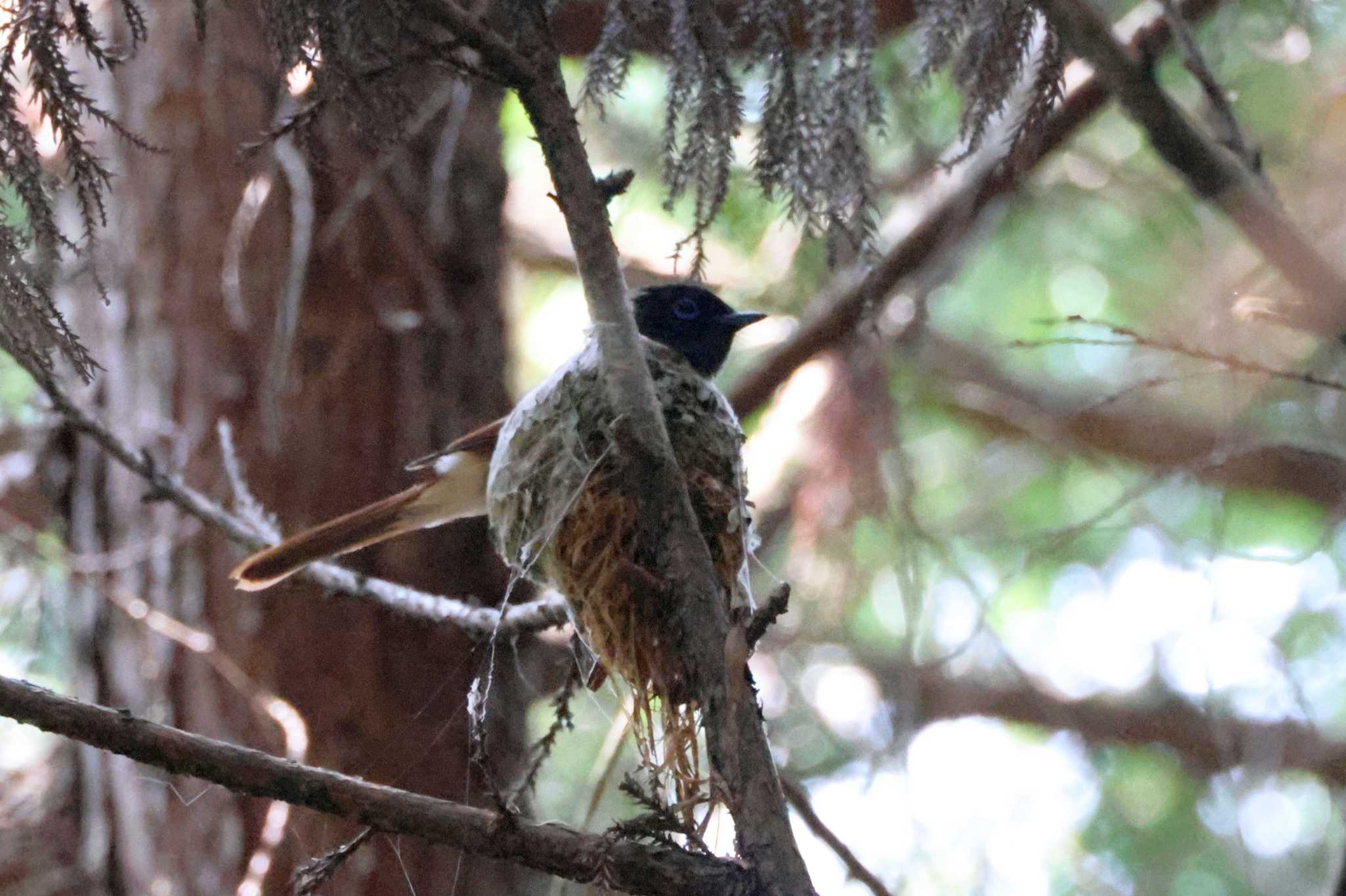 Black Paradise Flycatcher