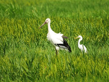 コウノトリ 野田市 2018年7月26日(木)