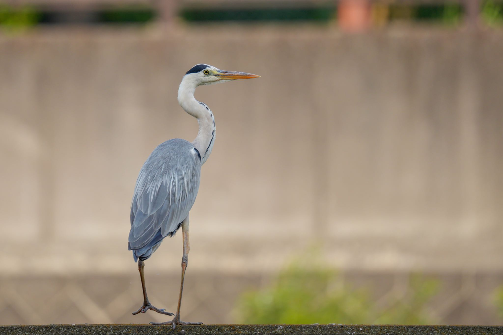 Grey Heron