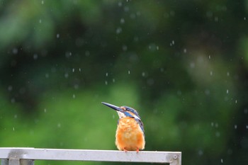 Common Kingfisher 埼玉県 Sat, 7/28/2018