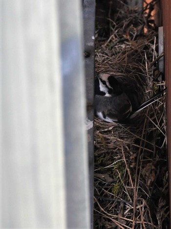 White Wagtail Unknown Spots Wed, 6/21/2023