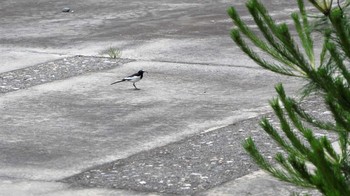 Japanese Wagtail Unknown Spots Wed, 6/21/2023