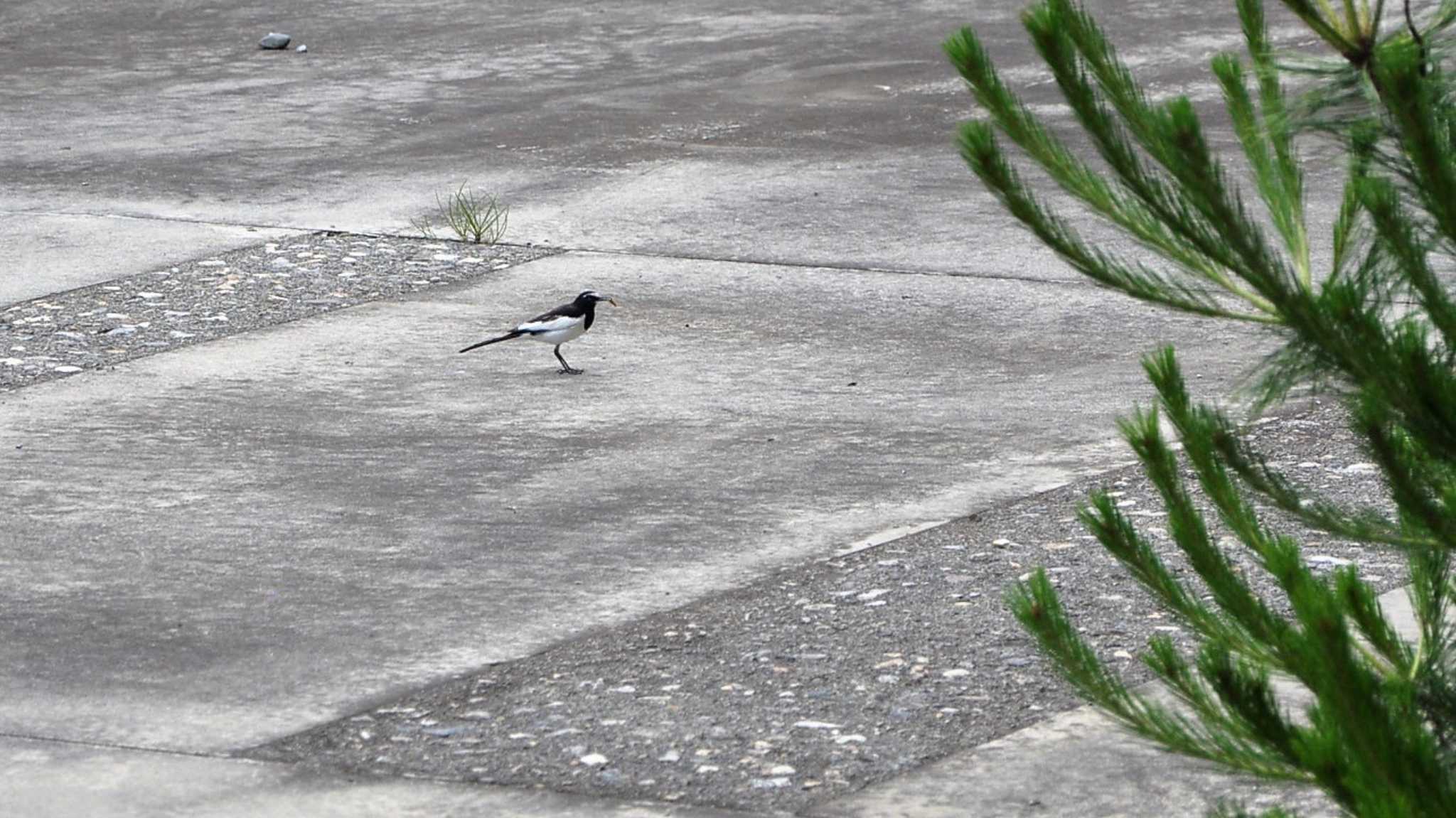 Photo of Japanese Wagtail at  by ao1000