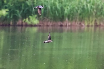 ハリオアマツバメ 西岡公園(西岡水源地) 2023年6月30日(金)