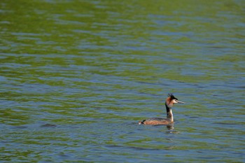 Great Crested Grebe 大沼公園(北海道七飯町) Tue, 5/23/2023