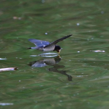 Barn Swallow 埼玉県 Sat, 7/28/2018