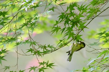 シジュウカラ 三河湖園地 2023年6月21日(水)