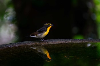 Narcissus Flycatcher 権現山(弘法山公園) Wed, 6/21/2023