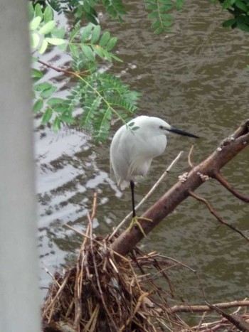 Sat, 7/28/2018 Birding report at 境川(境橋付近)