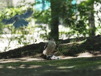 Japanese Sparrowhawk 東京都 Sat, 6/17/2023