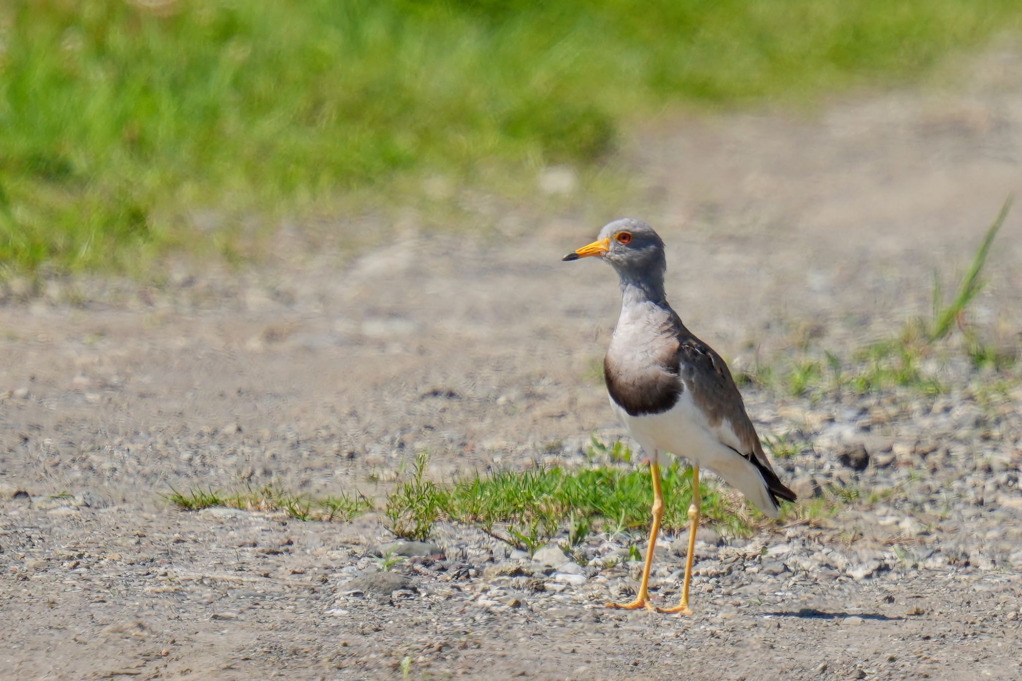 Grey-headed Lapwing