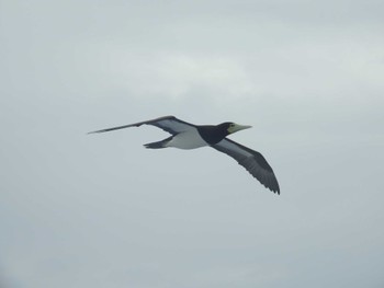 Brown Booby Ogasawara Islands Sat, 6/17/2023