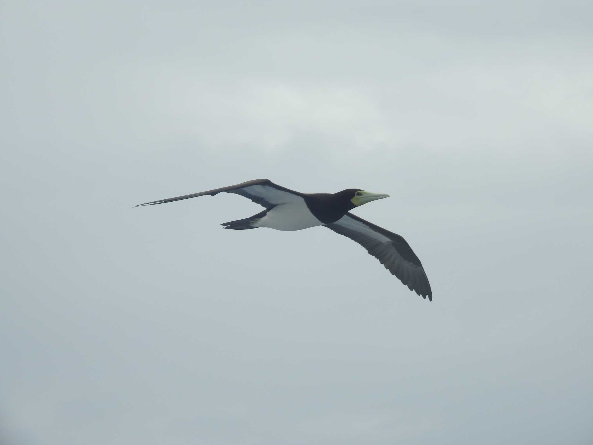 Photo of Brown Booby at Ogasawara Islands by つきお