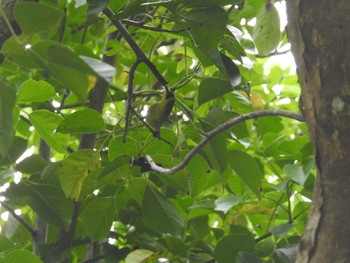 Bonin White-eye Hahajima Island Mon, 6/19/2023