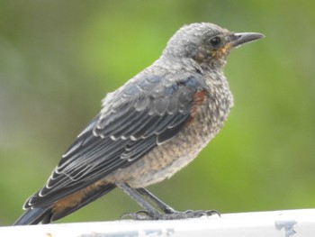 Blue Rock Thrush Hahajima Island Sun, 6/18/2023