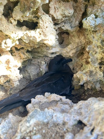 Bulwer's Petrel 南島 Sat, 6/17/2023