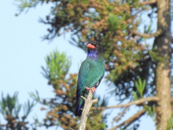 Oriental Dollarbird 松之山 Sat, 6/17/2023