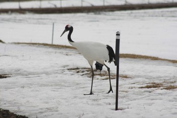 Red-crowned Crane 茅沼駅 Tue, 3/14/2023