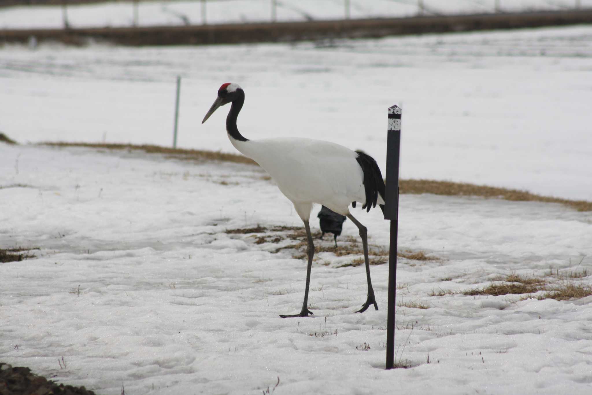 Photo of Red-crowned Crane at 茅沼駅 by ベラルーシ三郎🇧🇾