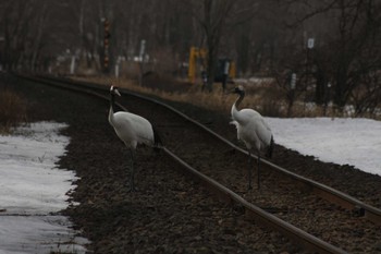 Red-crowned Crane 茅沼駅 Tue, 3/14/2023