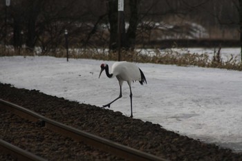 タンチョウ 茅沼駅 2023年3月14日(火)