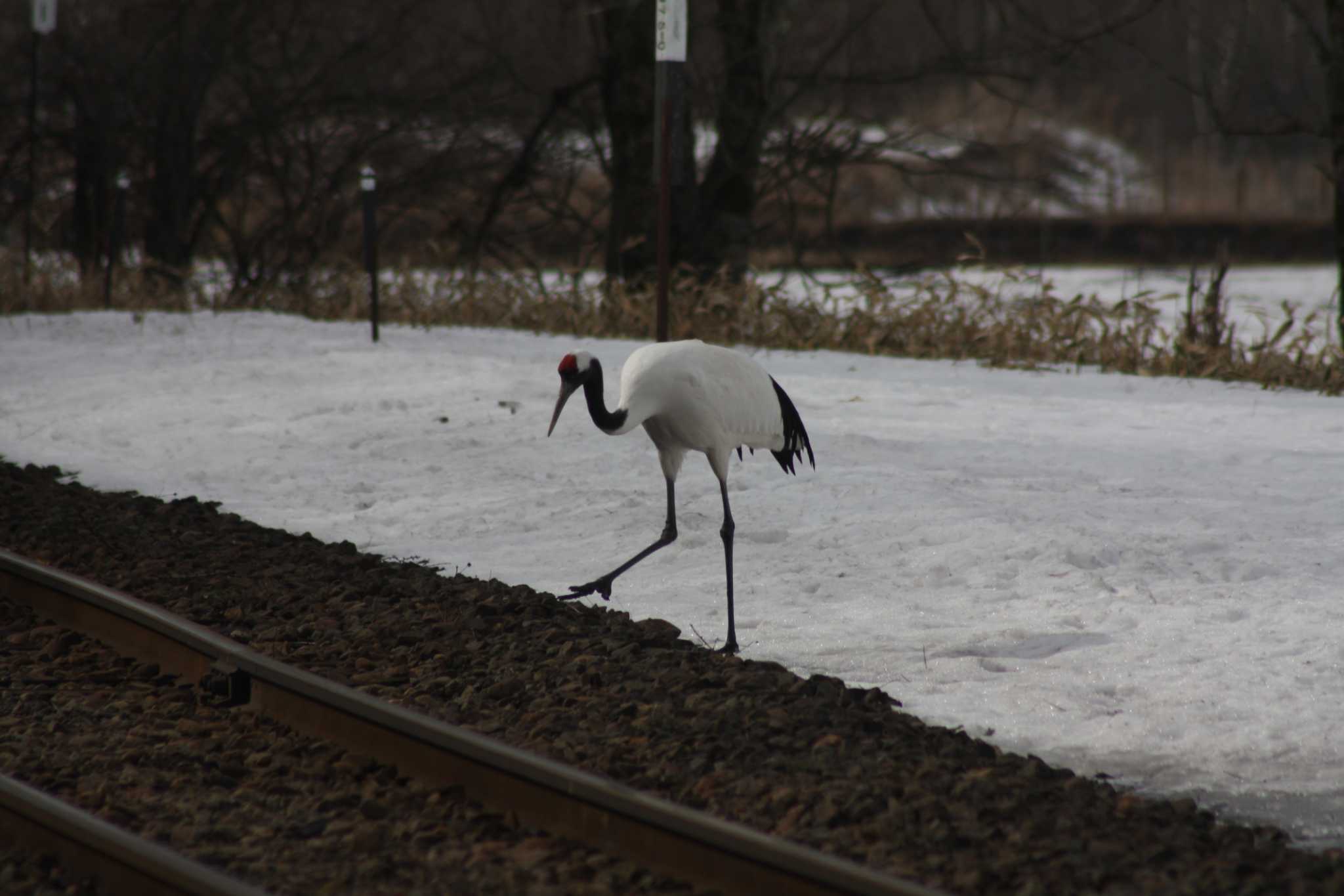 Photo of Red-crowned Crane at 茅沼駅 by ベラルーシ三郎🇧🇾