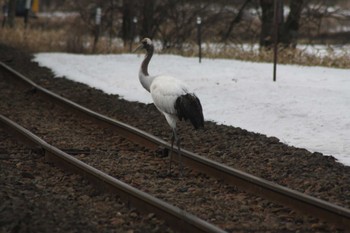 Red-crowned Crane 茅沼駅 Tue, 3/14/2023