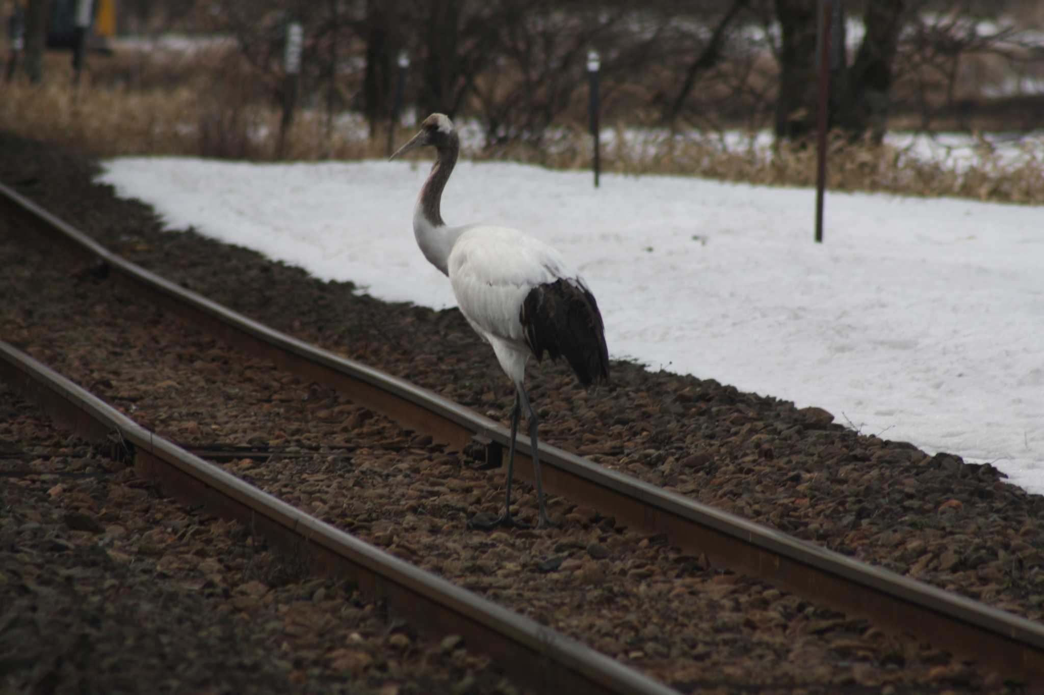 Photo of Red-crowned Crane at 茅沼駅 by ベラルーシ三郎🇧🇾