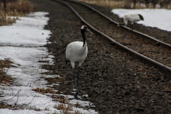 Red-crowned Crane 茅沼駅 Tue, 3/14/2023