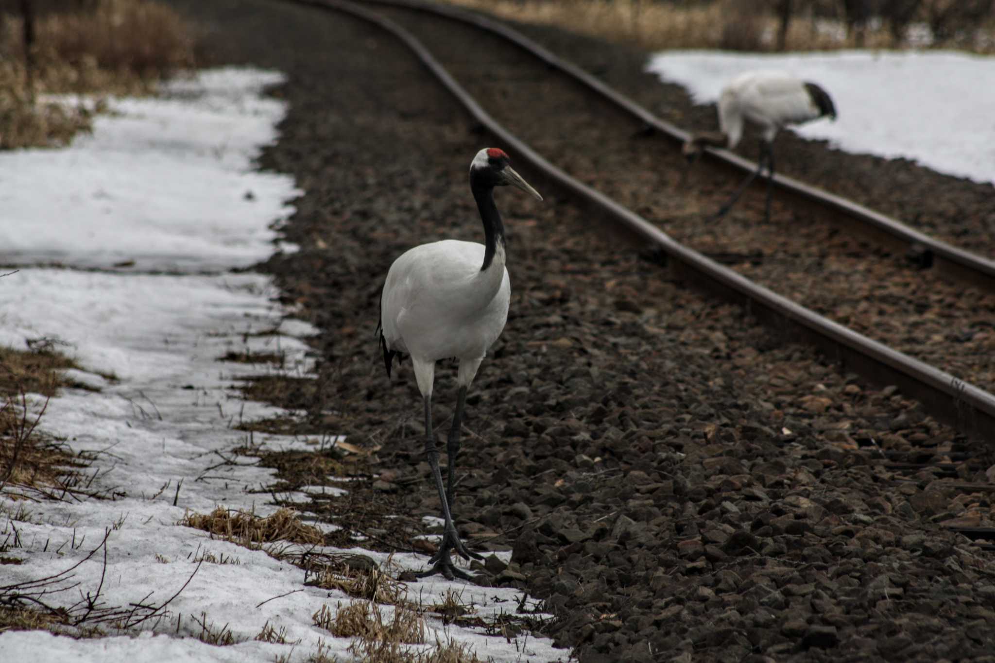 Photo of Red-crowned Crane at 茅沼駅 by ベラルーシ三郎🇧🇾