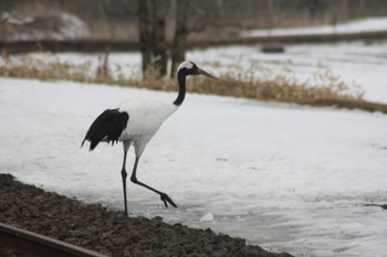 Red-crowned Crane 茅沼駅 Tue, 3/14/2023