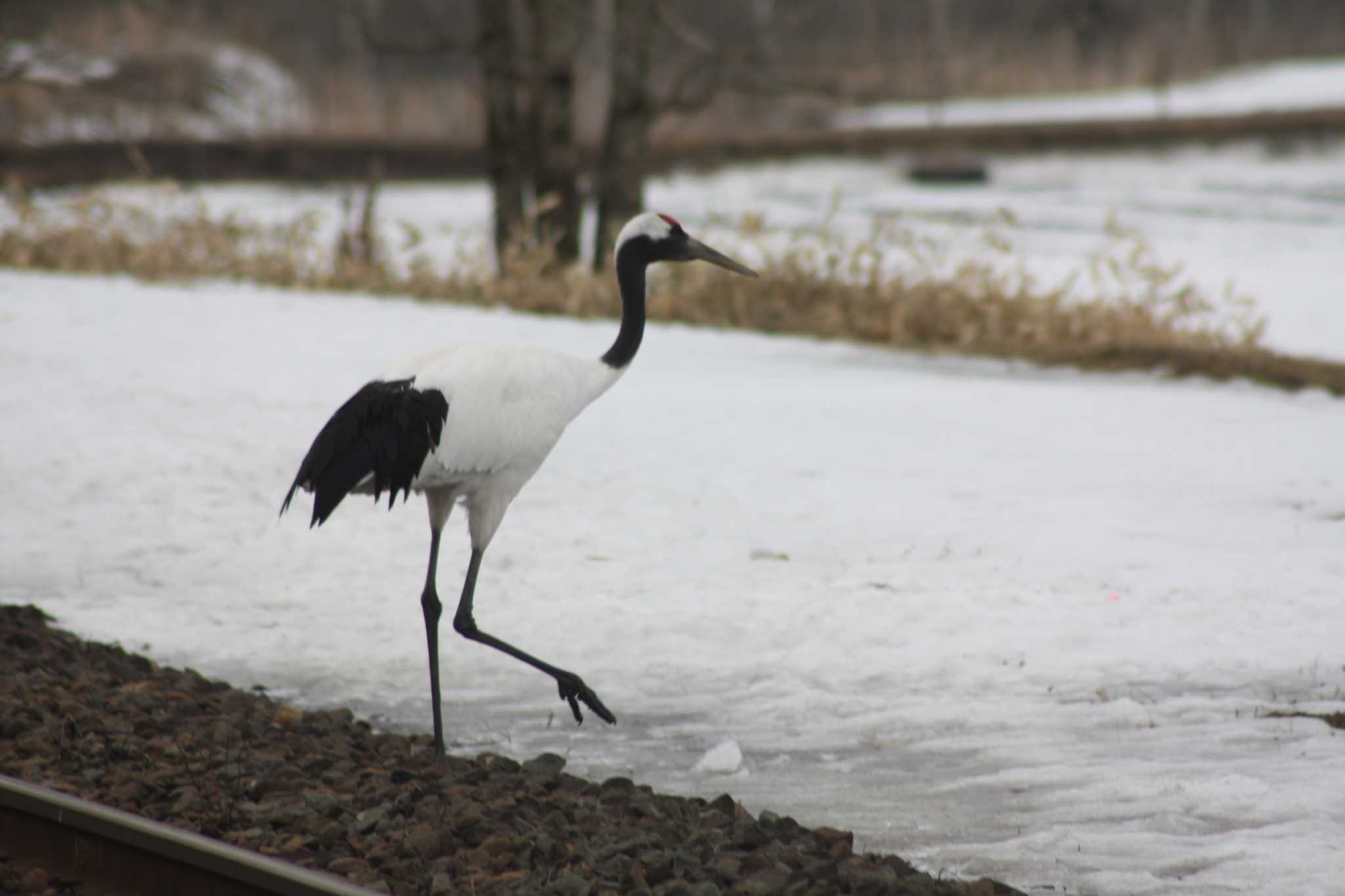 Photo of Red-crowned Crane at 茅沼駅 by ベラルーシ三郎🇧🇾