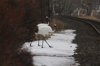 Red-crowned Crane 茅沼駅 Tue, 3/14/2023