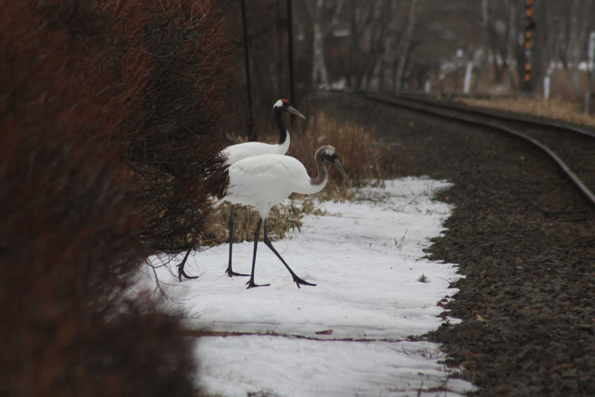 Photo of Red-crowned Crane at 茅沼駅 by ベラルーシ三郎🇧🇾