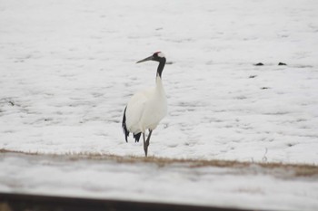 Red-crowned Crane 茅沼駅 Tue, 3/14/2023