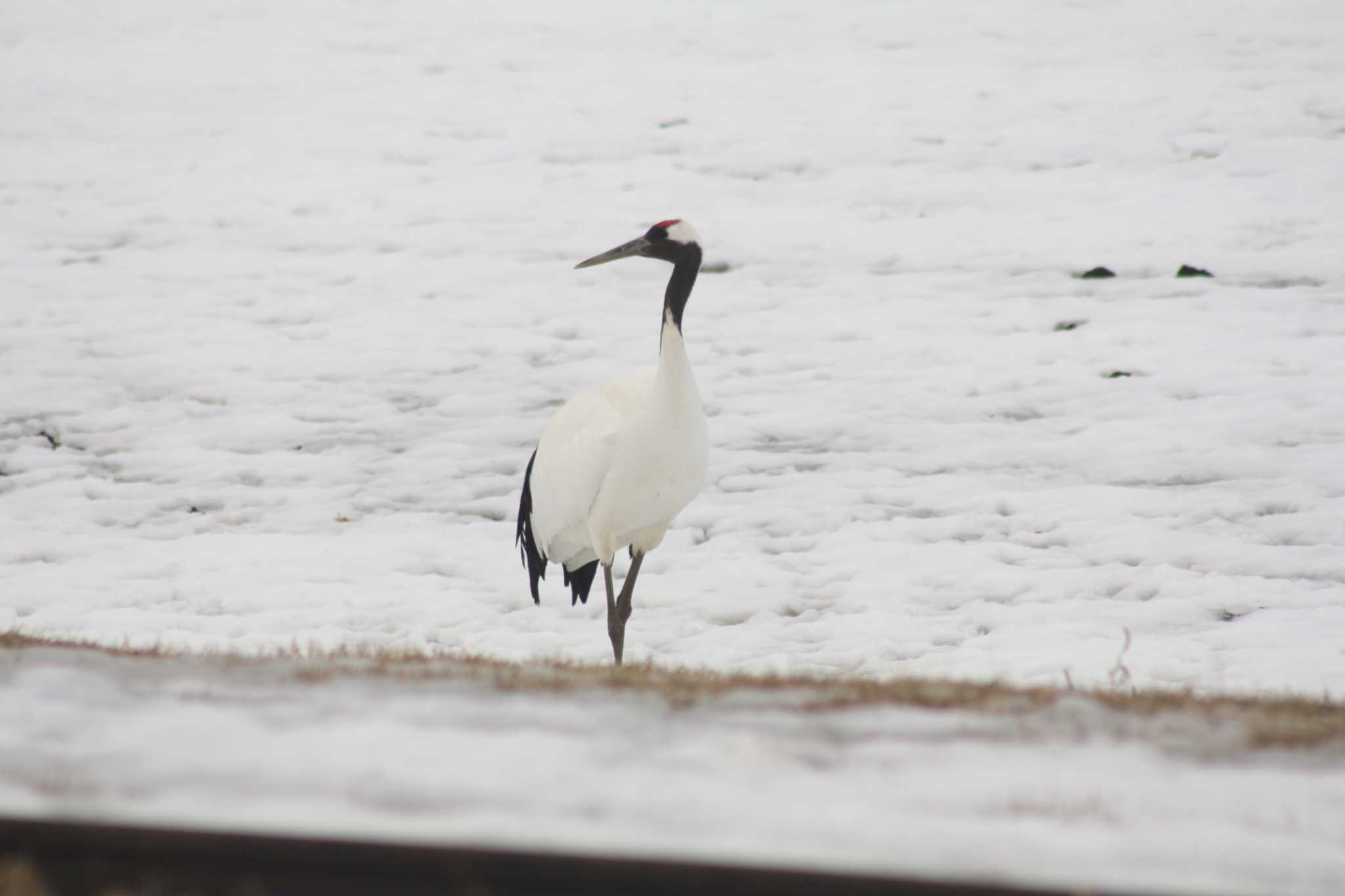 Photo of Red-crowned Crane at 茅沼駅 by ベラルーシ三郎🇧🇾