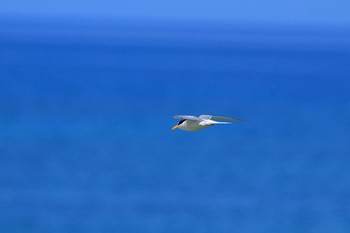 コアジサシ 豊崎海浜公園(沖縄) 2018年6月5日(火)