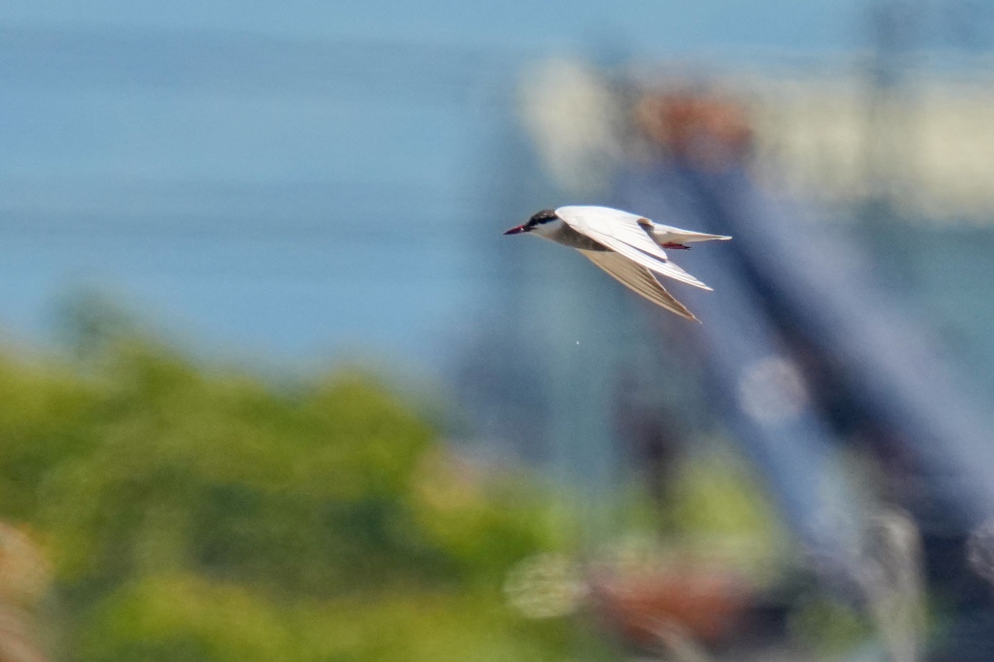 Whiskered Tern