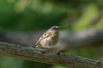 Goldcrest Unknown Spots Wed, 6/21/2023