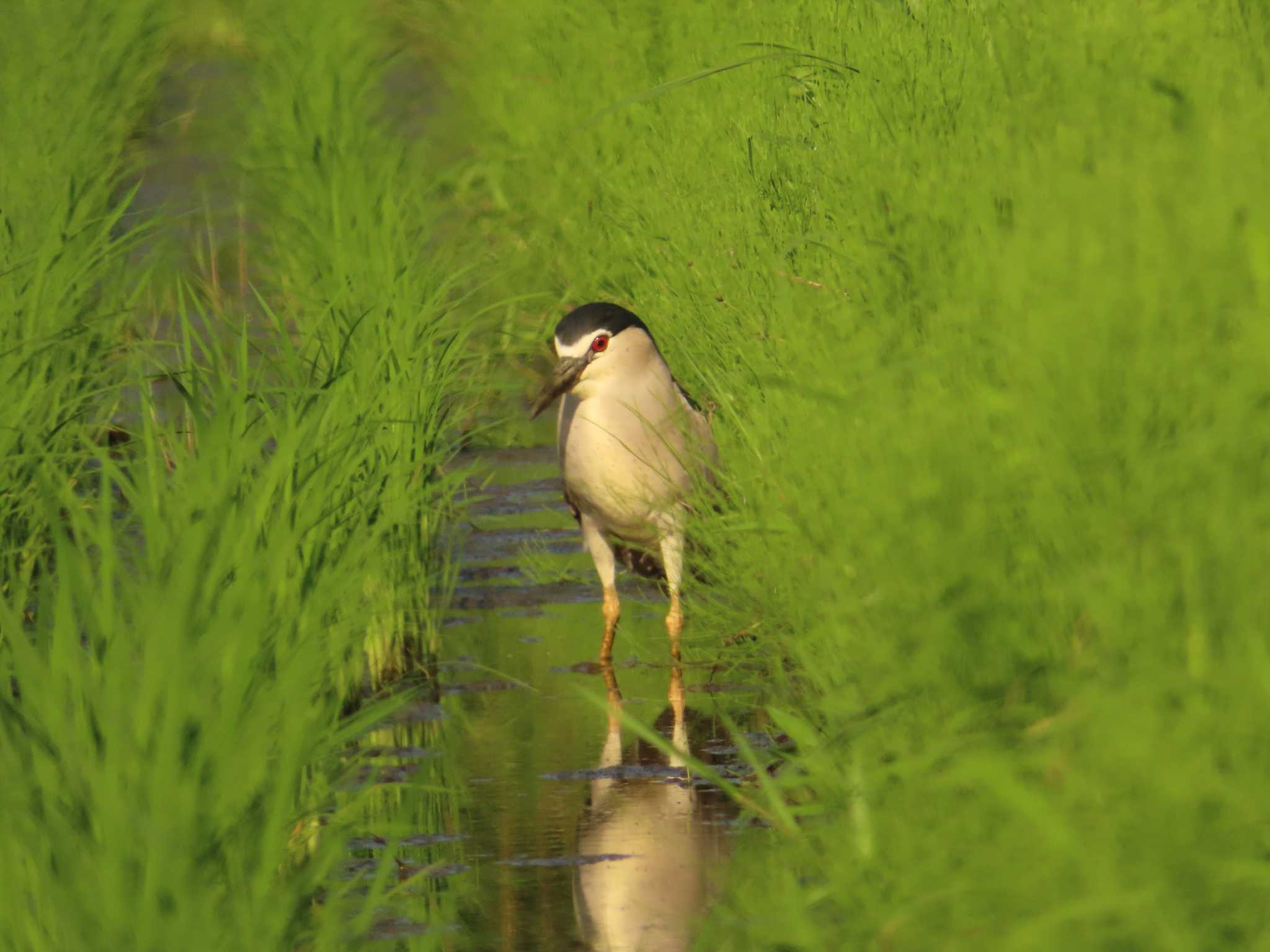 Black-crowned Night Heron