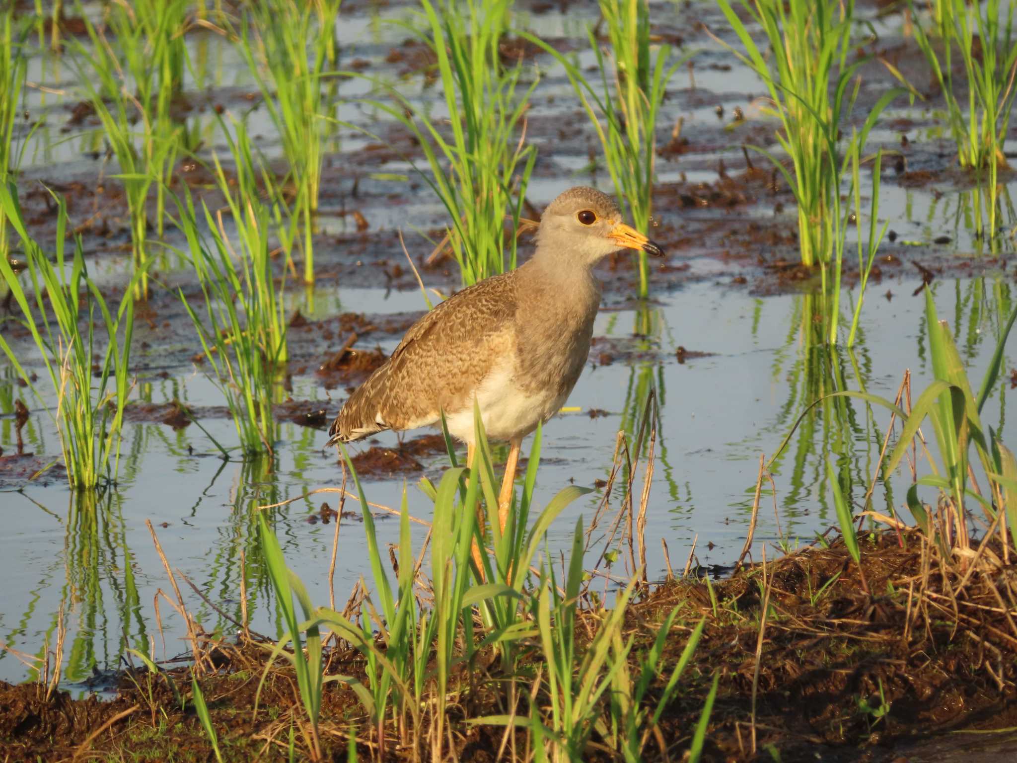 Grey-headed Lapwing