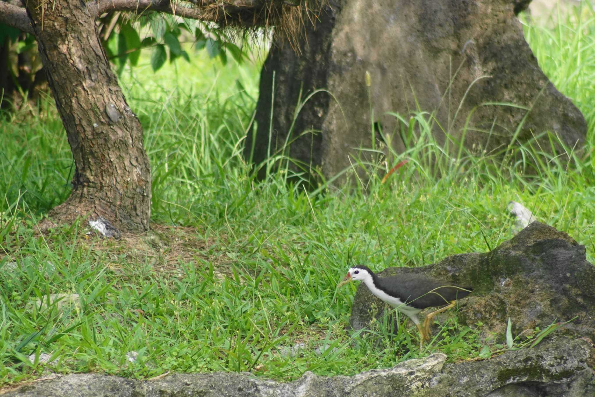 Photo of White-breasted Waterhen at 中正紀念堂(台湾) by bea