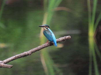 カワセミ 泉の森公園 2023年6月18日(日)