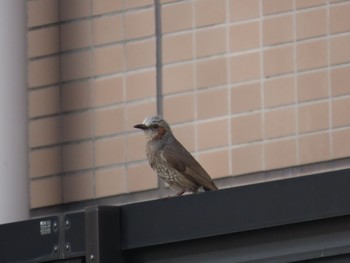 Brown-eared Bulbul ＭＦ Sun, 6/18/2023