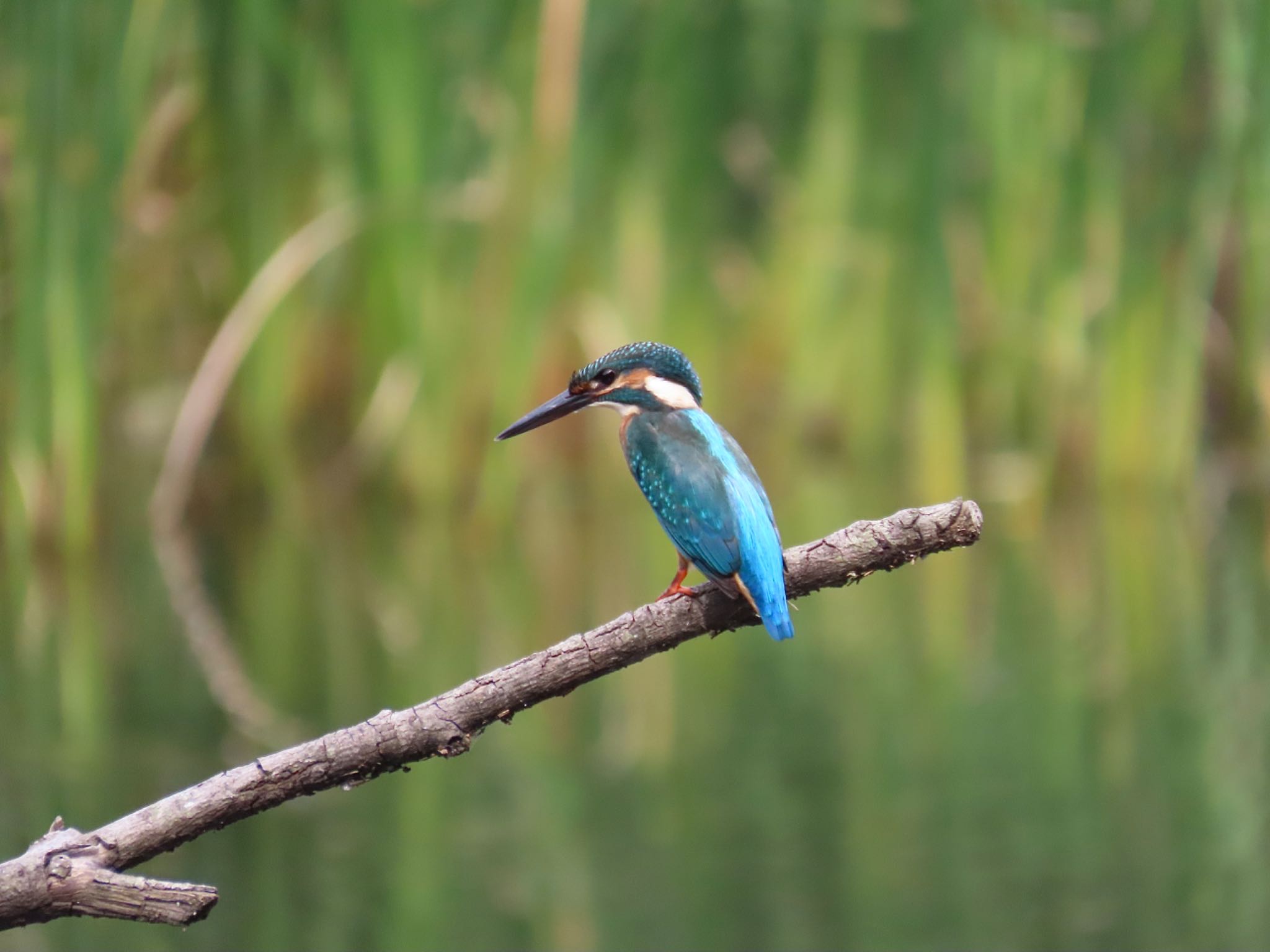 Photo of Common Kingfisher at 泉の森公園 by さきやっこ（2号）