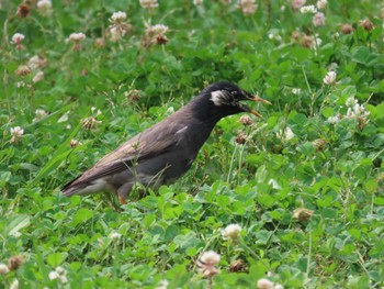 White-cheeked Starling 泉の森公園 Sun, 6/18/2023