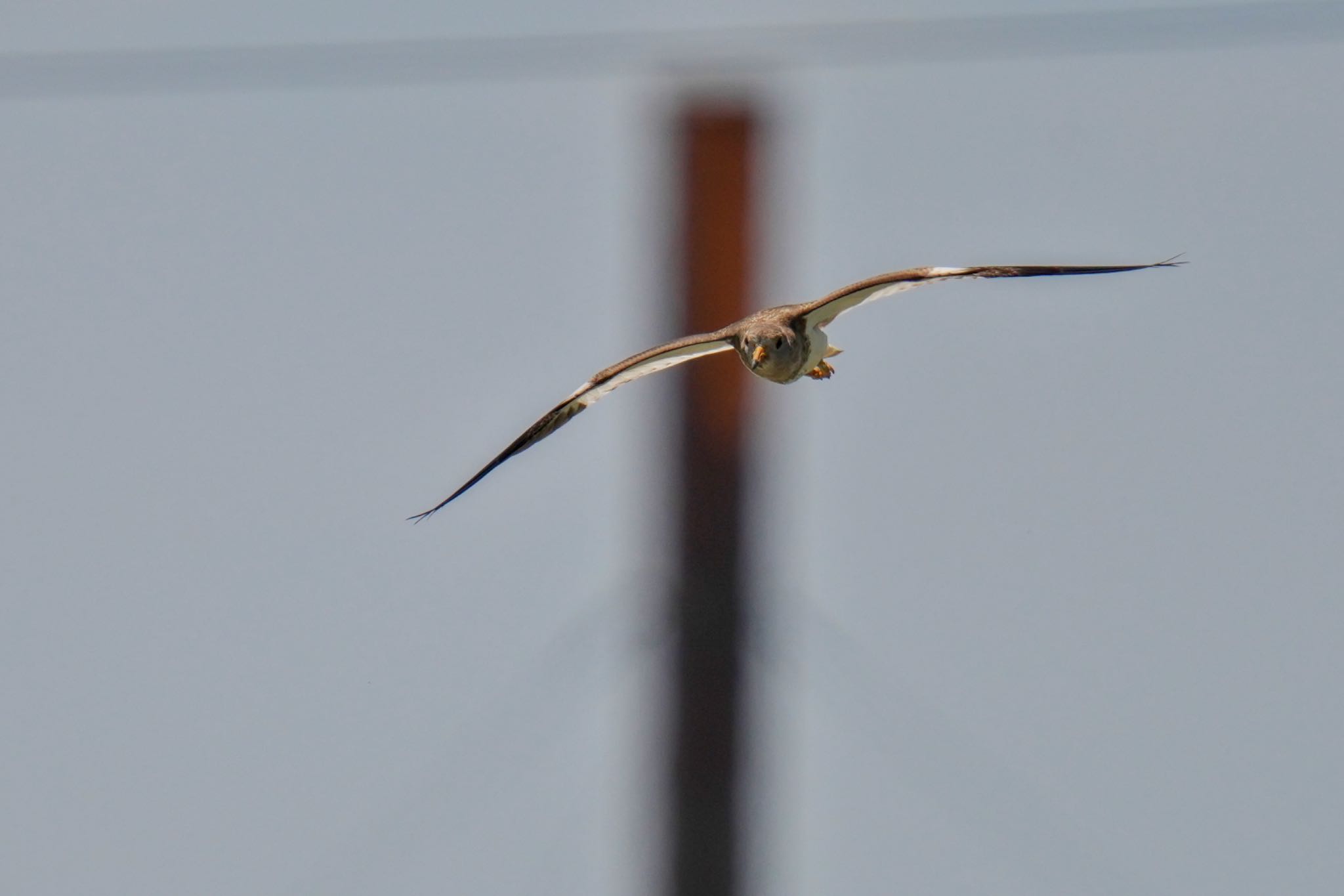 Grey-headed Lapwing