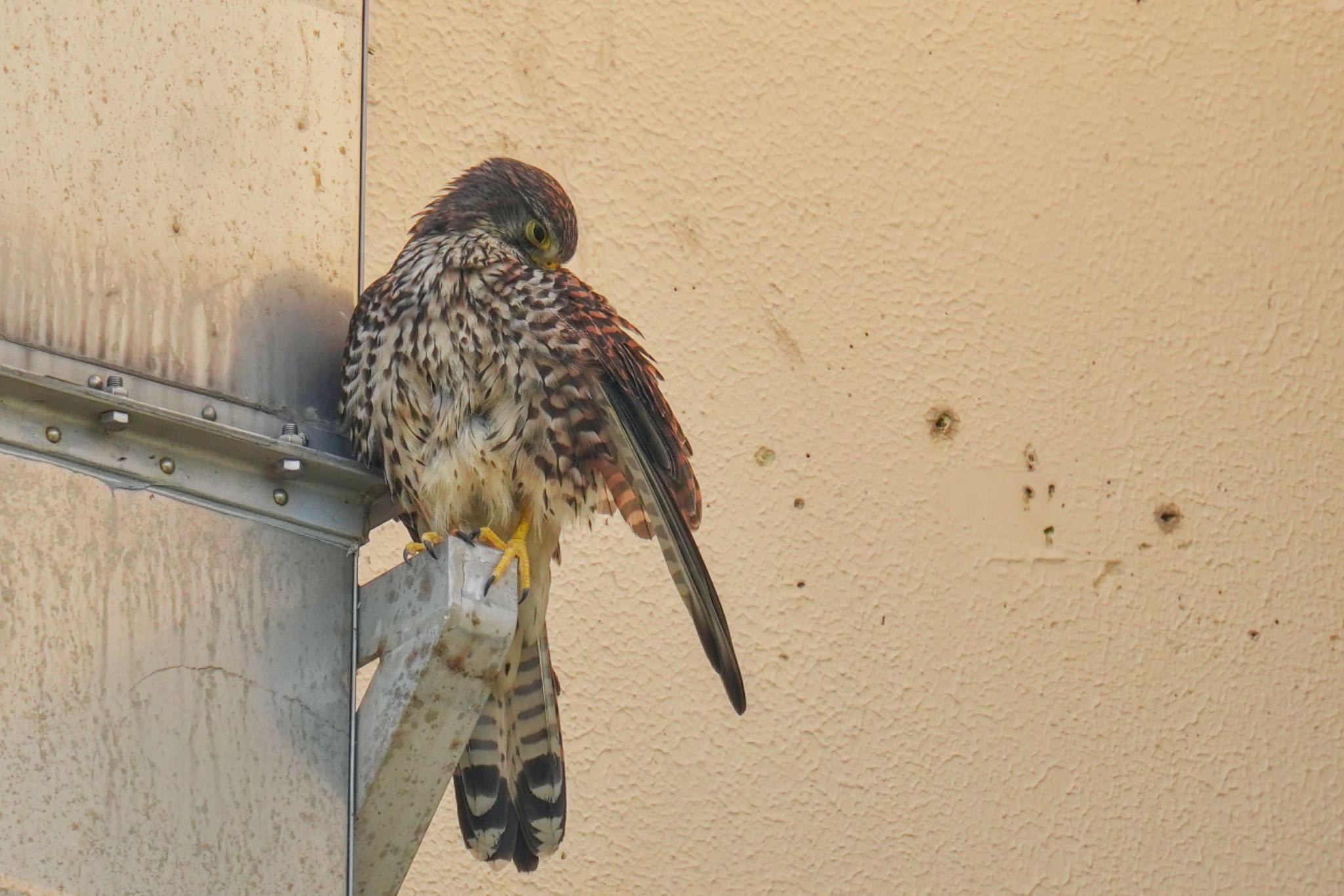 Common Kestrel