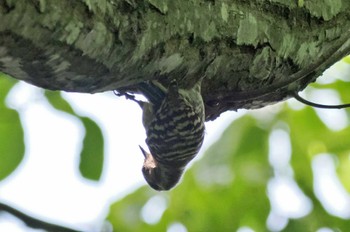 Japanese Pygmy Woodpecker 御所湖 Sun, 6/18/2023