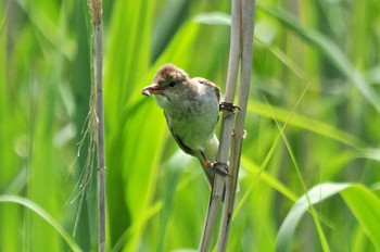Oriental Reed Warbler 高松の池 Sun, 6/18/2023